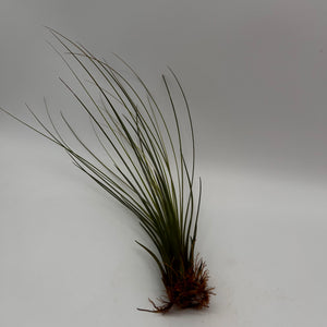 Tillandsia Juncea