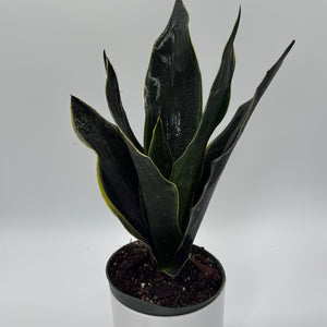 Sansevieria 'Fabi'