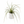 Tillandsia Juncea