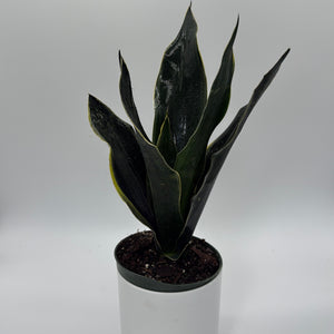 Sansevieria 'Fabi'