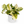 Pothos Manjula