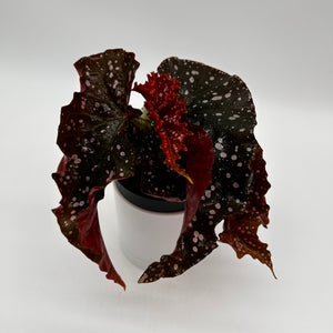 Begonia ‘Cracklin’ Rosie’