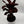 Cordyline ‘Roly’