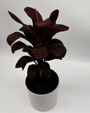 Cordyline ‘Roly’