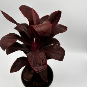 Cordyline ‘Roly’