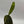 Variegated Opuntia Prickly Pear Cactus