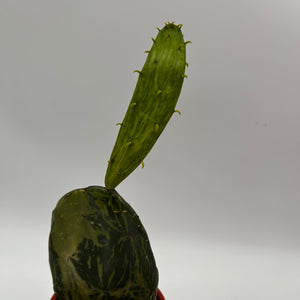 Variegated Opuntia Prickly Pear Cactus