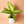 Dieffenbachia ‘Camouflage’