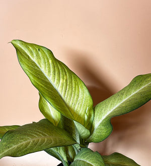 Dieffenbachia ‘Camouflage’