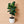 Ficus Lyrata ‘Little Sunshine’