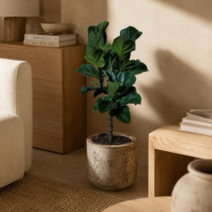Ficus Lyrata ‘Little Sunshine’