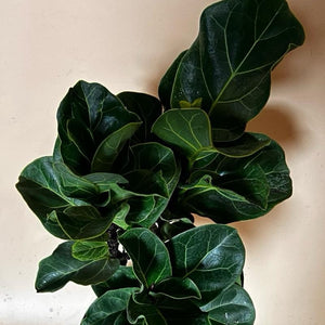 Ficus Lyrata ‘Little Sunshine’