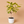 Ficus ‘Yellow Gem’