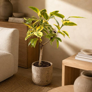 Ficus ‘Yellow Gem’