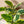 Ficus ‘Yellow Gem’