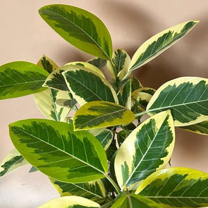 Ficus ‘Yellow Gem’