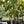 Ficus ‘Yellow Gem’