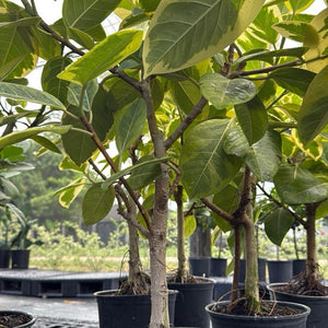 Ficus ‘Yellow Gem’