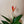 Heliconia (Lobster Claw Plant)