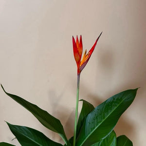 Heliconia (Lobster Claw Plant)