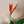 Heliconia (Lobster Claw Plant)