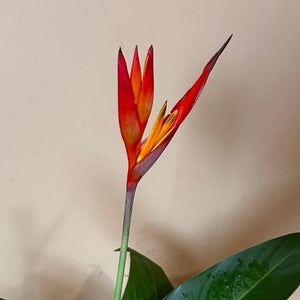 Heliconia (Lobster Claw Plant)