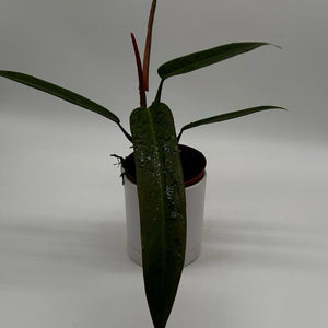 Philodendron ‘Bicolor’