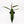 Philodendron ‘Bicolor’