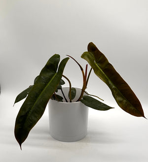 Philodendron Atabapoense