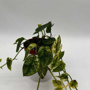 Variegated Pothos Cebu Blue