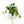 Variegated Pothos Cebu Blue