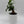 Ficus Ginseng Pre Bonsai