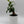 Ficus Ginseng Pre Bonsai