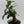 Ficus Ginseng Pre Bonsai
