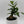 Ficus Ginseng Pre Bonsai