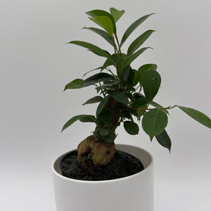 Ficus Ginseng Pre Bonsai