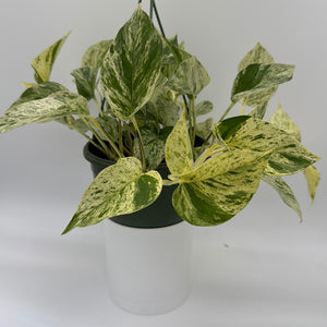 Pothos Snow Queen