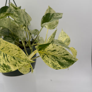 Pothos Snow Queen