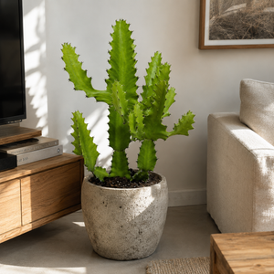 Large Euphorbia Trigona