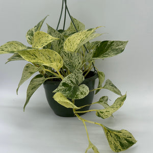 Pothos Snow Queen