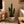 Large Euphorbia Trigona 'Mint'