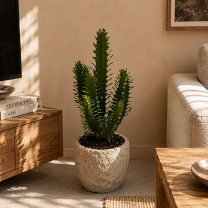 Large Euphorbia Trigona 'Mint'