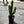 Large Euphorbia Trigona 'Mint'