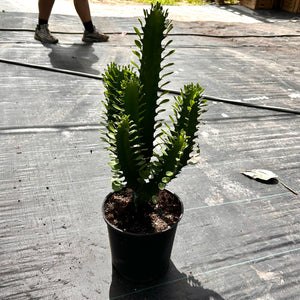 Large Euphorbia Trigona 'Mint'
