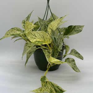 Pothos Snow Queen