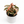 Variegated Syngonium Pink Godzilla