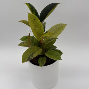 Variegated Zamioculcas 'Chameleon ZZ'