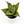 Sansevieria Hahnii 'Silver Star'