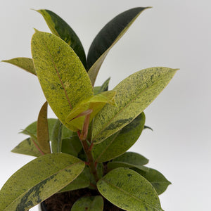 Variegated Zamioculcas 'Chameleon ZZ'