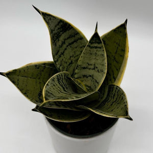 Sansevieria Hahnii 'Silver Star'